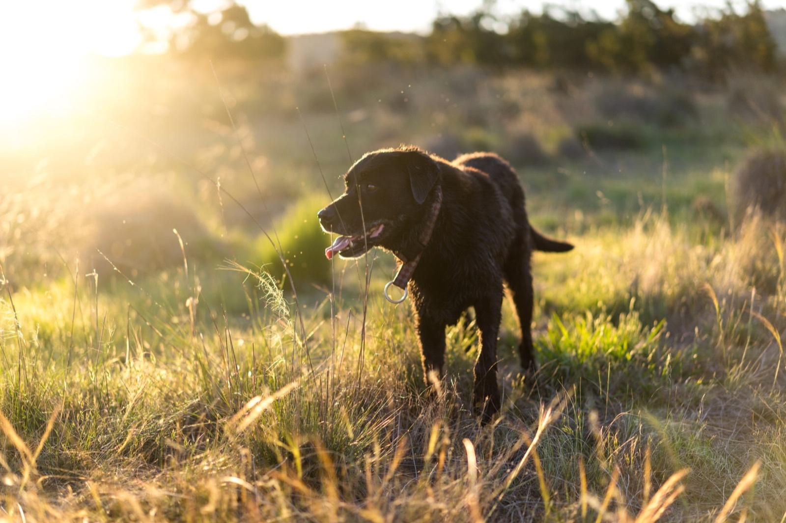 Un chien noir dans un champ doré au coucher du soleil
