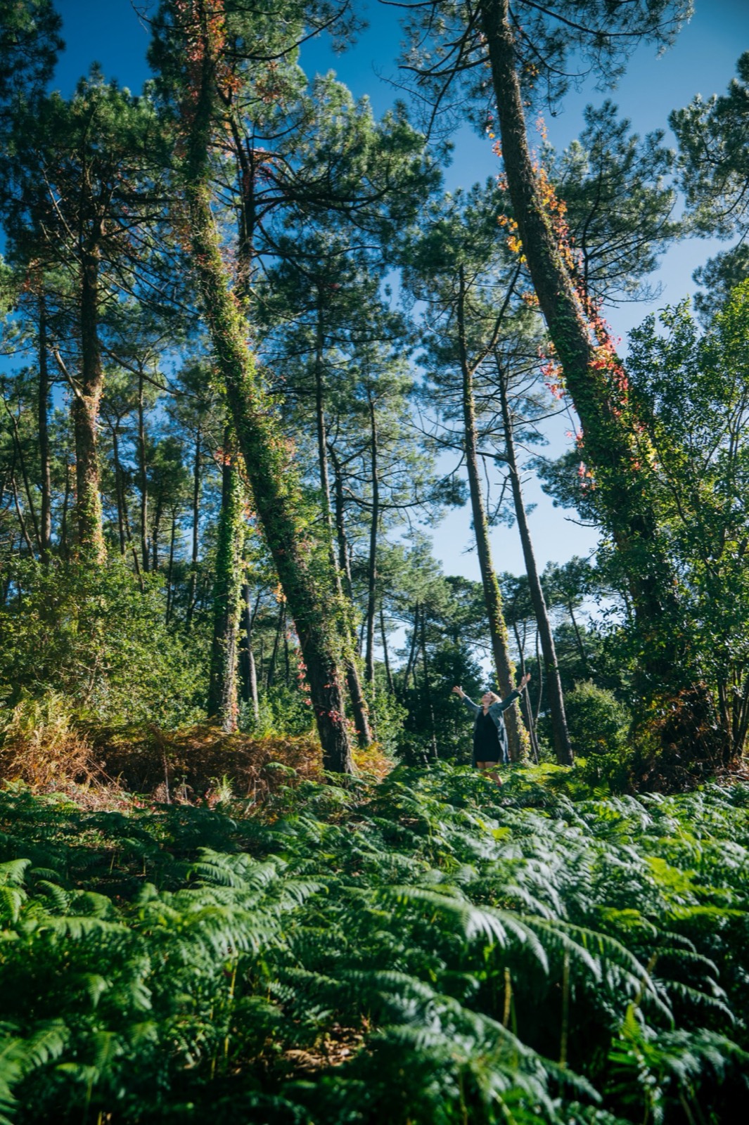 Forêt de pins et de fougères au Pays Basque, autour de Cambo-les-Bains