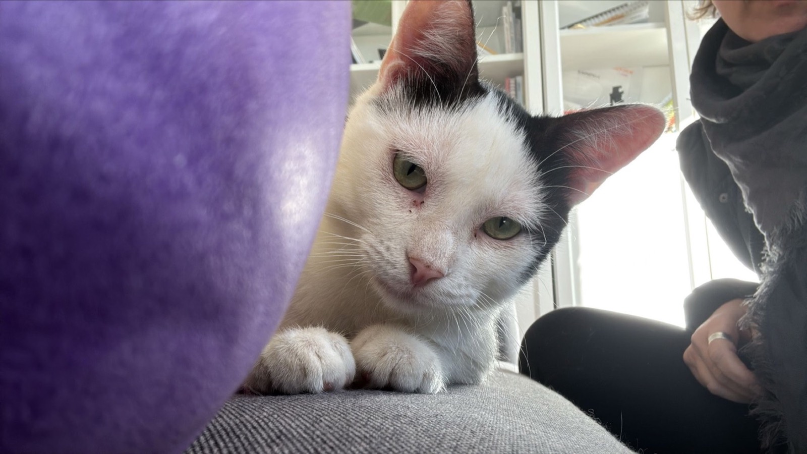 Rio, le chat du cabinet